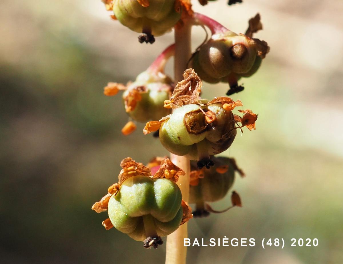 Wintergreen, Pale-green fruit